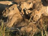 Africa 060 : Africa, Animal, Botswana, Lion, Mammal, Mombo, Okavango